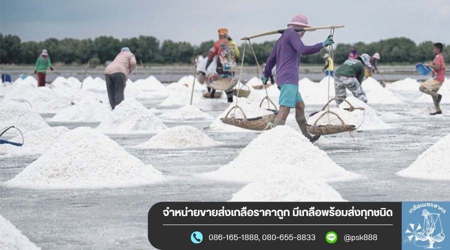 ขายส่งเกลือทะเลแท้ สมุทรสาคร