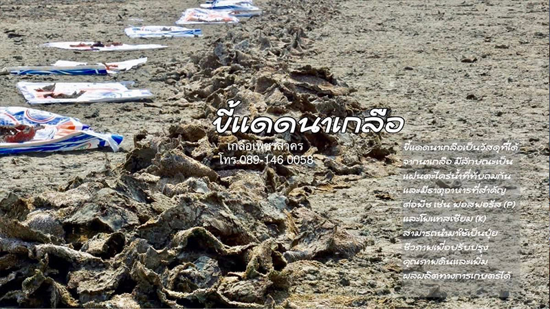 ขายส่งขี้แดดนาเกลือสมุทรสาคร ขายส่งขี้แดดนาเกลือสมุทรสาคร